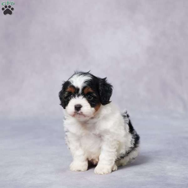 Coco, Cavapoo Puppy